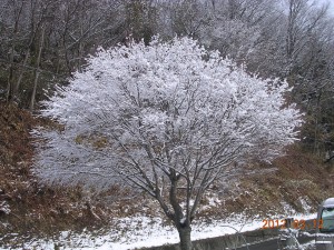 福島県 鮫川村 モミジ 冬景色